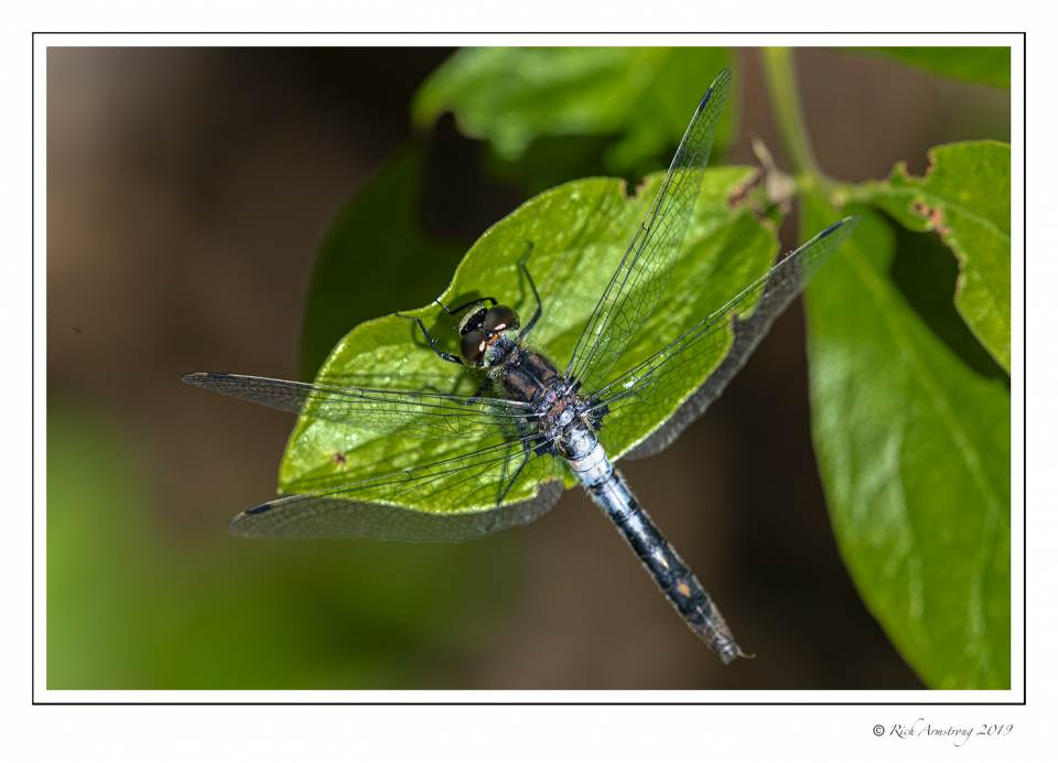 dragonfly 1 copy.jpg